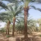 نخل للبيع عربي واشنطني فسايل خلاص صقعي مجدول سكري برحي شيشي