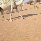 لقحه كفوو   خلفه تحتها قعود