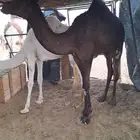 قعود وبكره سمان وطيبه