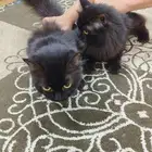 قطط لتبني