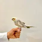 كروانات للبيع