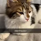 تبني قط ذكر وانثى بالقريات