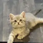 قطط برتتش مع شيرازي