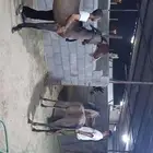 مهرين شعبين للبيع