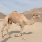 المدينة المنورة