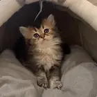 كيتن هجين سكوتش ((( تم البيع)))