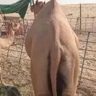 تم البيع الجبيل قعود للبيع السعر 4500 التواصل واتساب