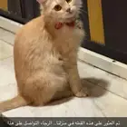 العثور على قطة مفقودة من أصحابها