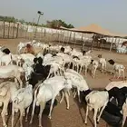 برابر تيوس قعدان صومالية بأسعار تتافسية بمزرعة مكة