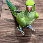 بغباء درة عمر 5 شهور