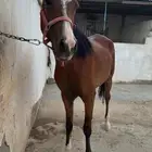 فرس شعبية للبيع