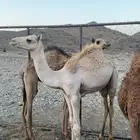 قعود للبيع
