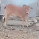 حسيله امن اصل بقر مد وطول وحليب