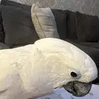 كوكاتو أمبريلا