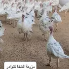 فروخ رومي سلالة Royal palm المكسيكيه