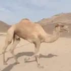 نجران