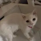 قطه للتبني