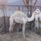 قعود ولد الليزر