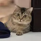 قط للتبني