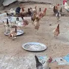 دجاج بلدي