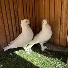 السلام عليكم