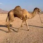 حايل