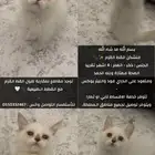 منشكن القط القزم