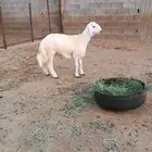 فحل مشروط ( تم البيع)