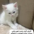 للتبني كيتن شيرازي ابيض