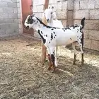جفرة مرخاء فاخرة