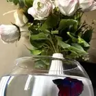 سمكة فايتر