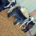 تيس وجفار