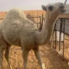 للبيع بكره العمر 4 شهور
