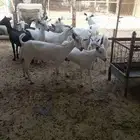 ماعز جنوبي للبيع