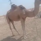 رحول لقحه هديه تقاد بالحبل وتتنوخ شرط