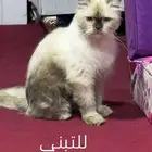 مااعرف جنسه ذكر او اثني للتبني