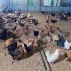 دجاج بلدي
