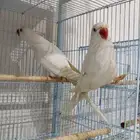 جوز دره البينو هولندي