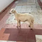 خروف نظيف سمين 5 شهور