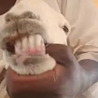 شاتين دفيع
