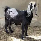 ماعز عوارض للبيع ( تم البيع )
