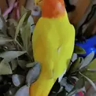 للبيع ببغاء الروز
