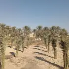 نخل مثمر فسائل نخيل خلاص