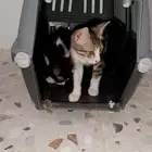 قطط للبيع