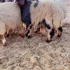 ذبايح نعيم للبيع