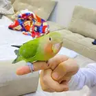 روز اليف للبيع