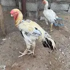 ديك فارسي الصحه توب العمر ماعندي علم والله