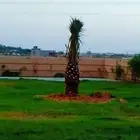 نخيل للبيع وتنسيق حدائق