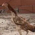 دجاجه شامو