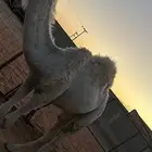قعود برده على بعير ابن معيذر جده بعير ابو عجاريد